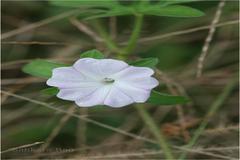 Ipomoea pes-tigridis